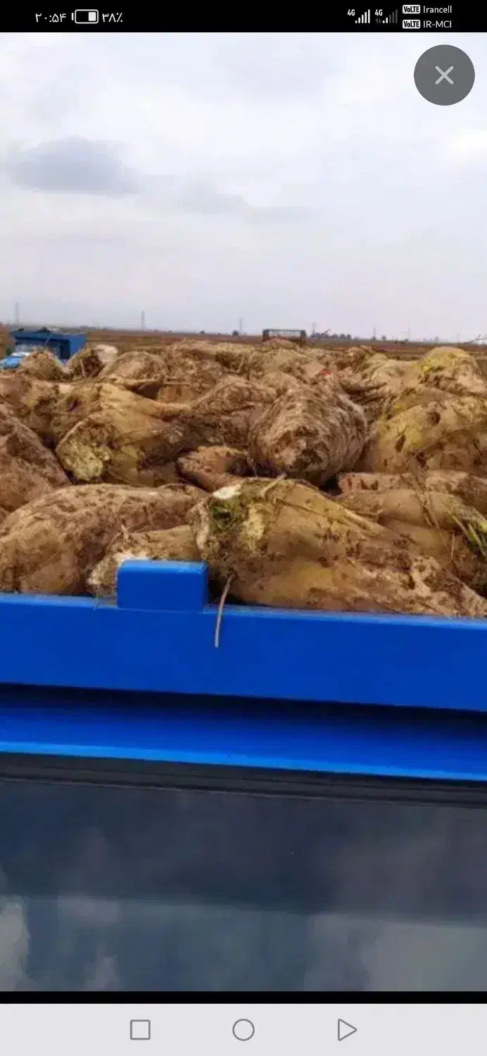 چغندرقند درجه یک|لوازم جانبی حیوانات|گناباد, |دیوار