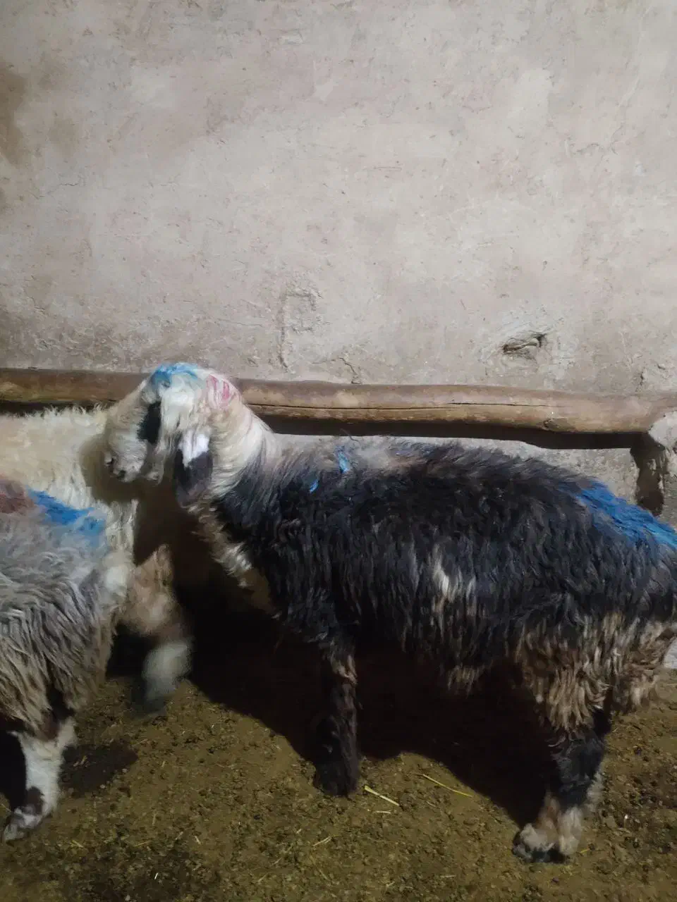 گوسفند فروشی|حیوانات مزرعه|بروجرد, |دیوار