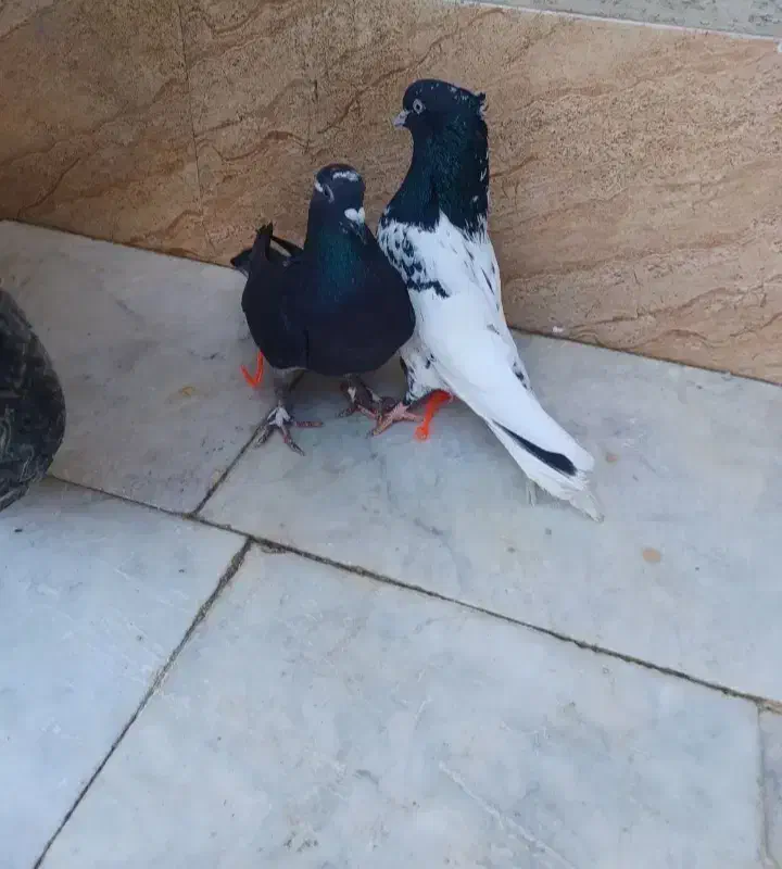 کبوتر|پرنده|سراوان, |دیوار