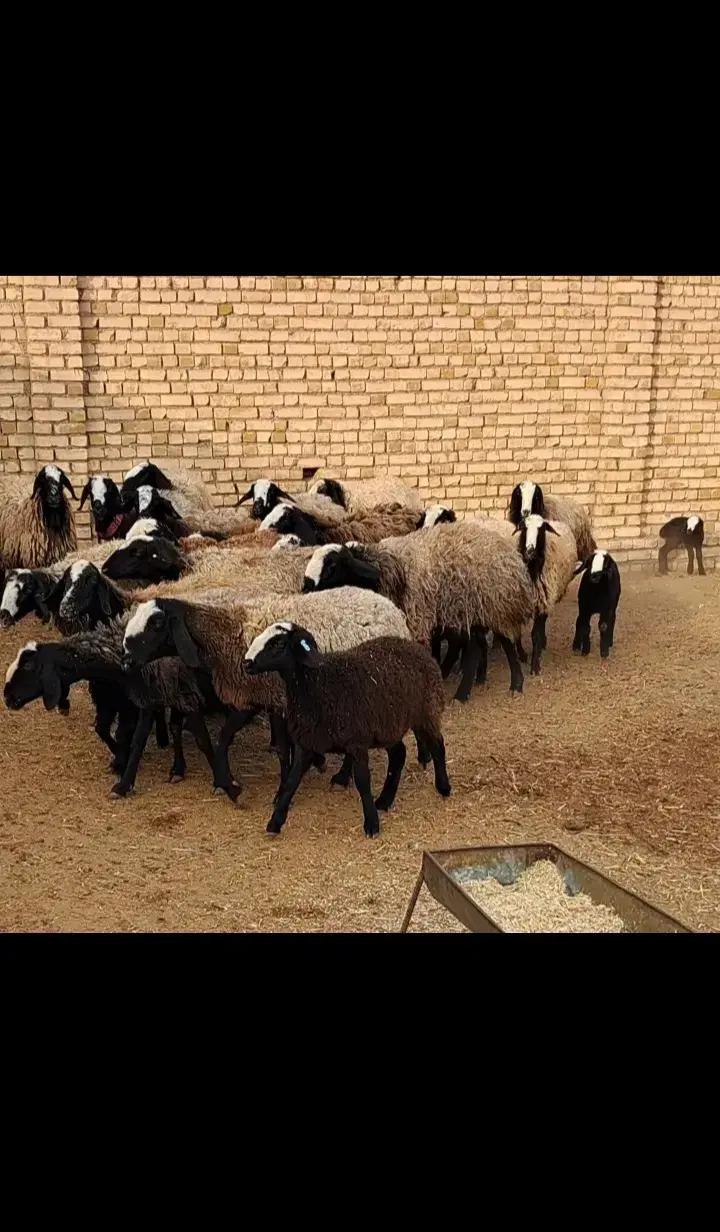 میش و بره|حیوانات مزرعه|لالجین, |دیوار