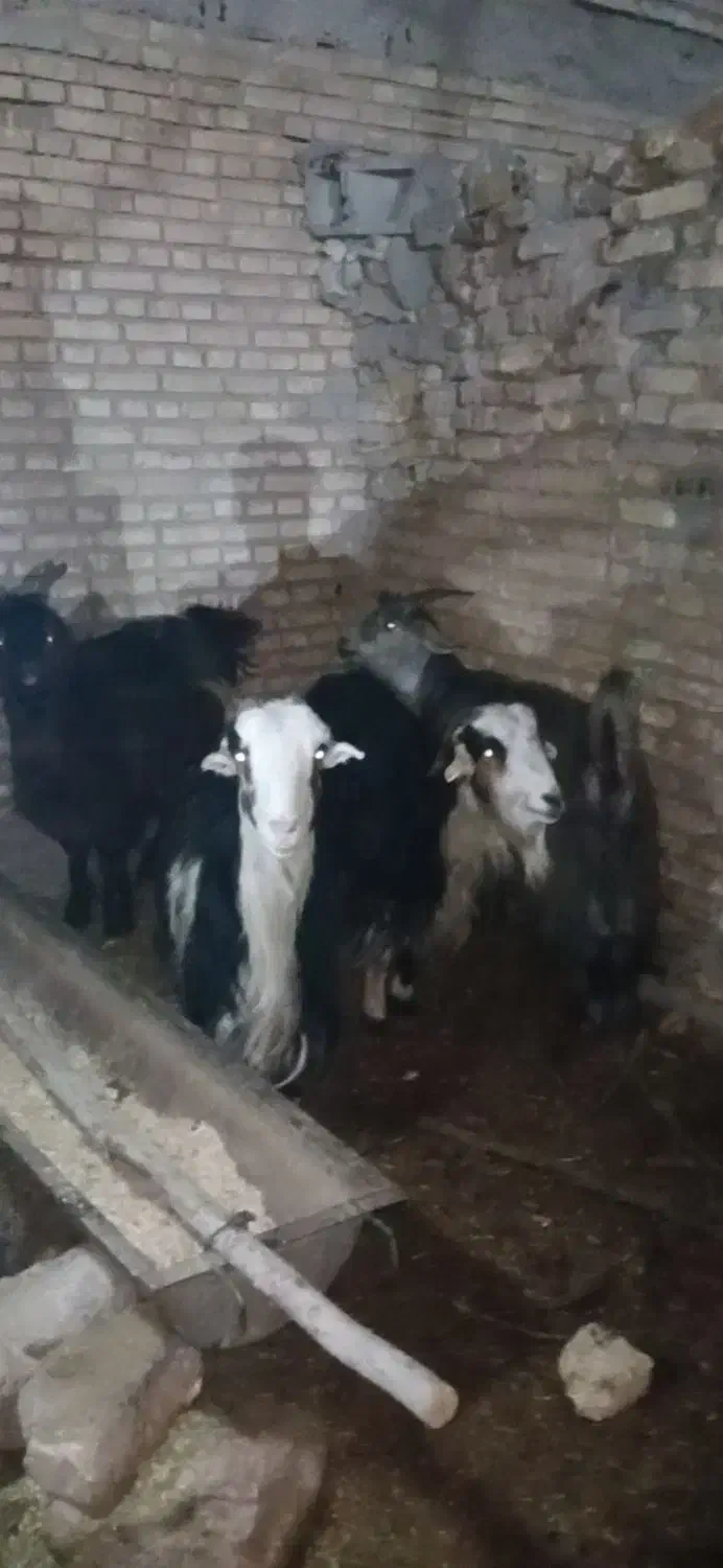 بزد|حیوانات مزرعه|بروجن, |دیوار