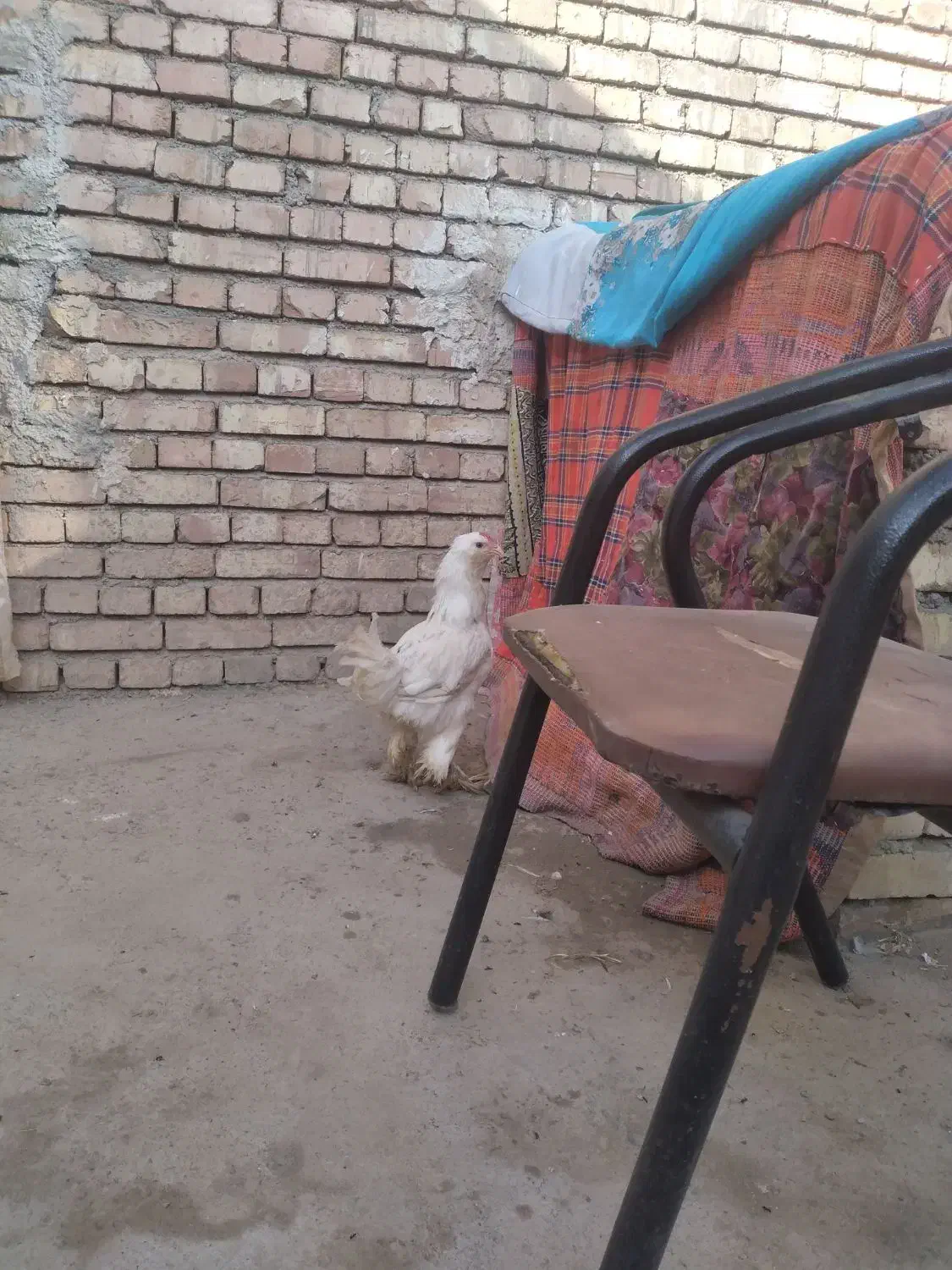 خروس مرند قرسی سفید به فروش می رسد|حیوانات مزرعه|مرند, |دیوار