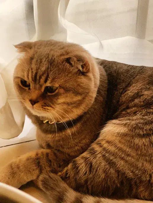 فروش گربه اسکاتیش فولد(نر) ۳ساله|گربه|کرج, فاز ۳ گوهردشت|دیوار