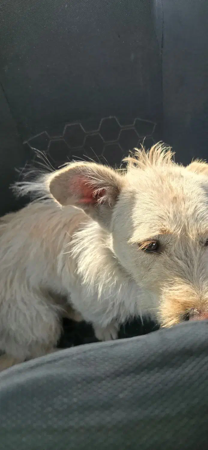 واگذاری سگ|سگ|شیراز, بریجستون|دیوار