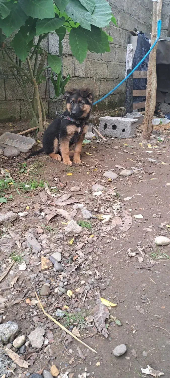 ژرمن شولاین|سگ|آستانه اشرفیه, |دیوار