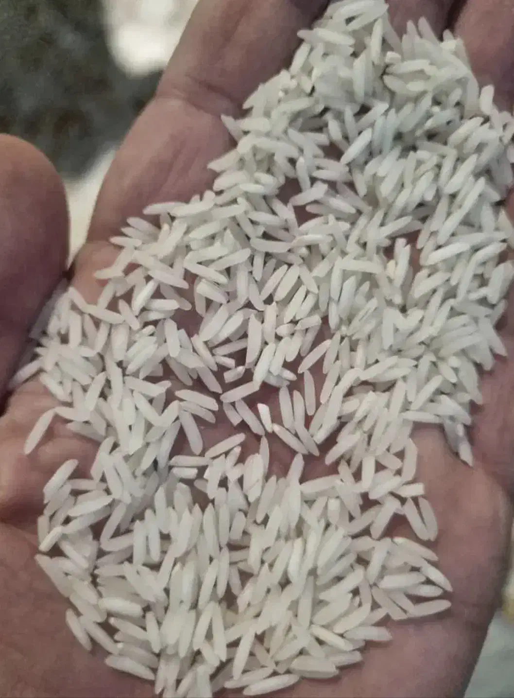 برنج هاشمی|خوردنی و آشامیدنی|لیسار, |دیوار