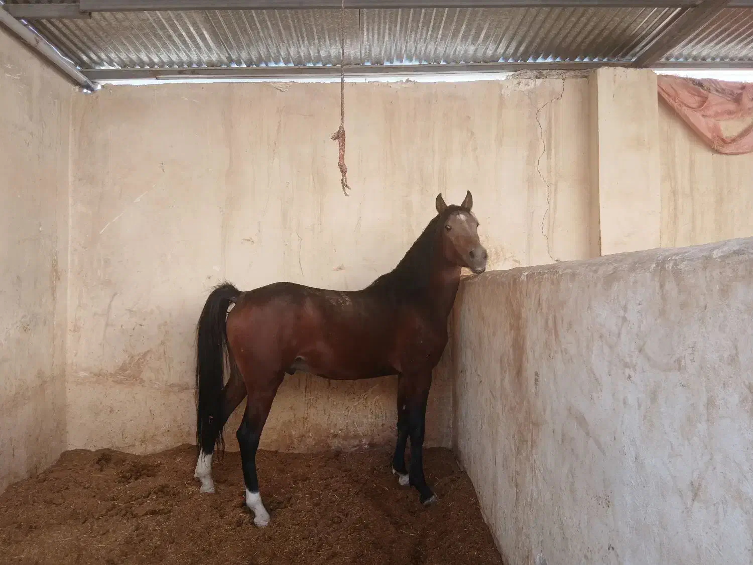 کره نریون۳سال|اسب و تجهیزات اسبسواری|خمینیشهر, |دیوار