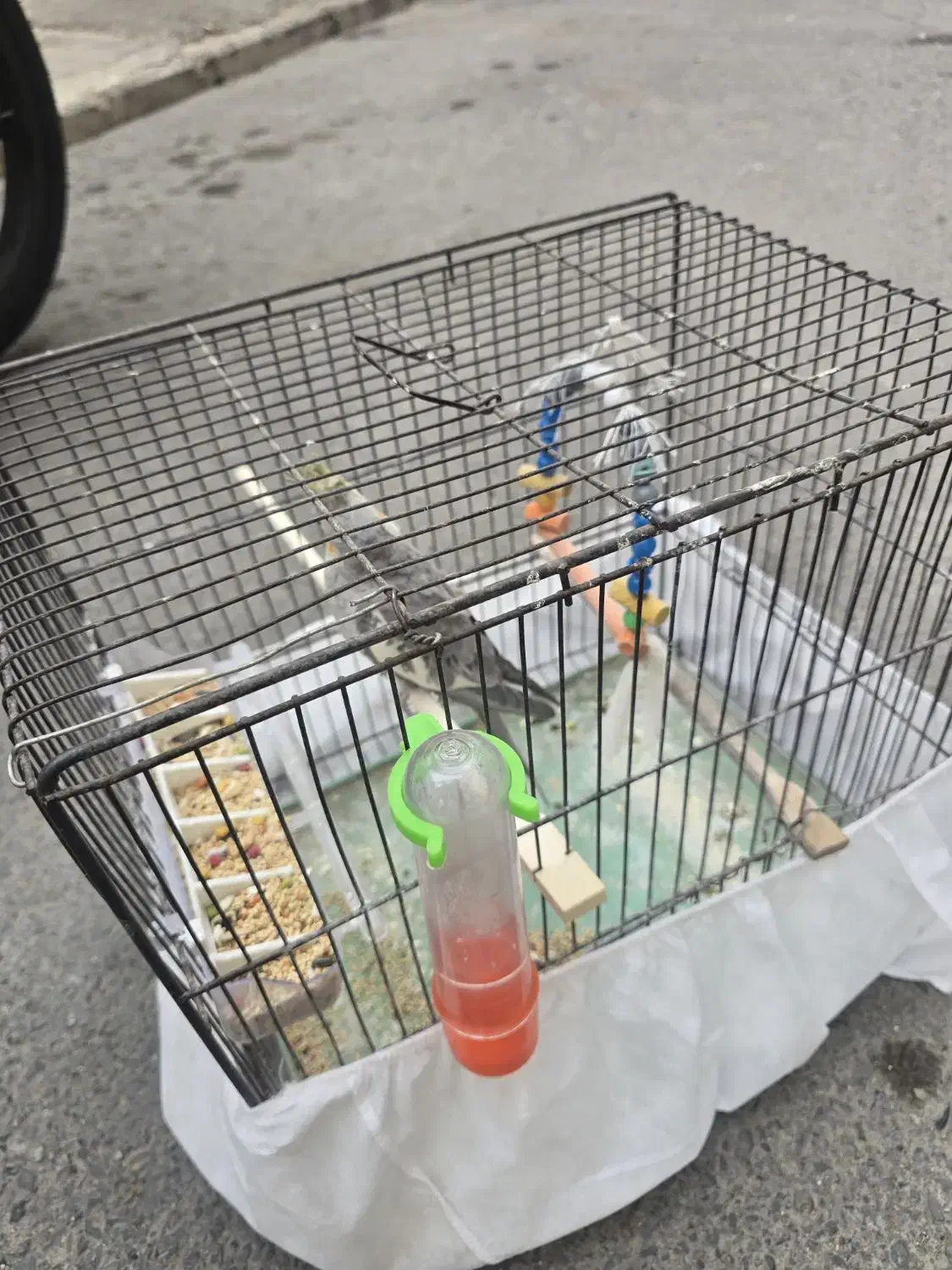 عروس هلندی|پرنده|تهران, یافت آباد شمالی|دیوار