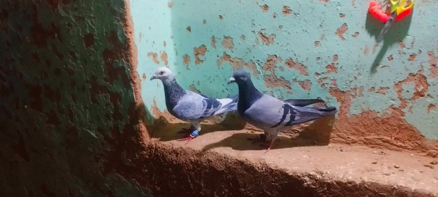 کبوتر|پرنده|شیروان (خراسان), |دیوار