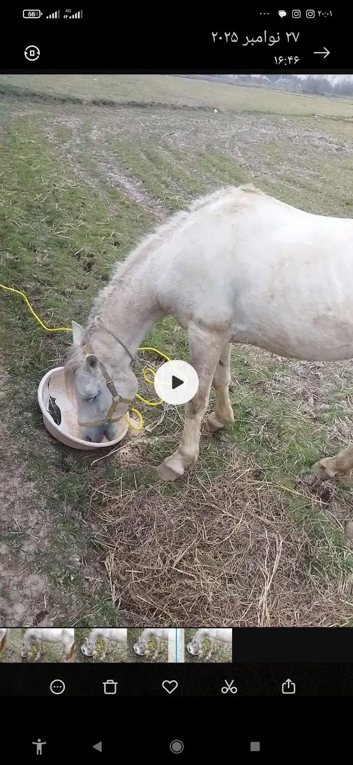 اسب نر نریان|اسب و تجهیزات اسبسواری|لاهیجان, لفمجان|دیوار