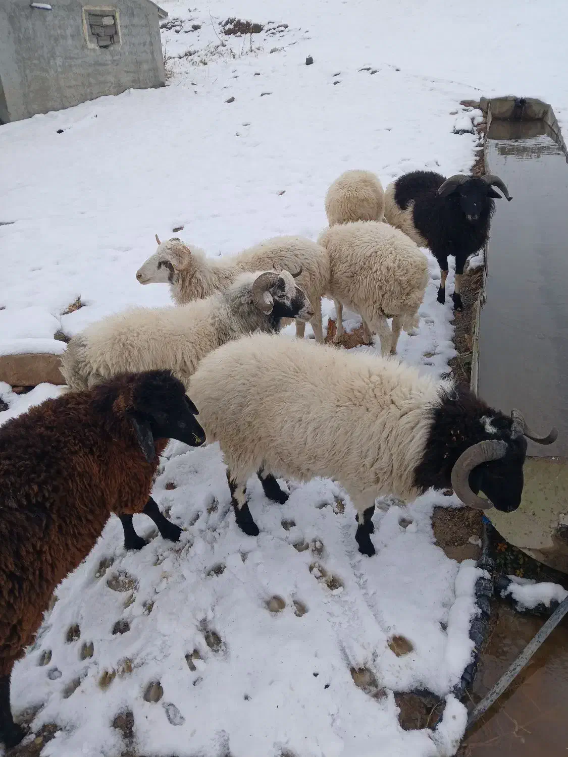 بره نر تالشی ۱۵ عدد|حیوانات مزرعه|اسالم, |دیوار