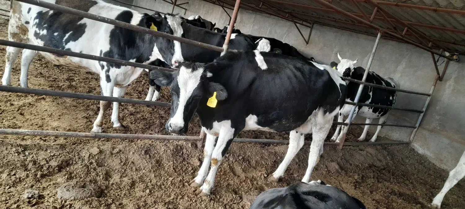 کارگر گاوداری|استخدام صنعتی، فنی، مهندسی|گلمکان, |دیوار