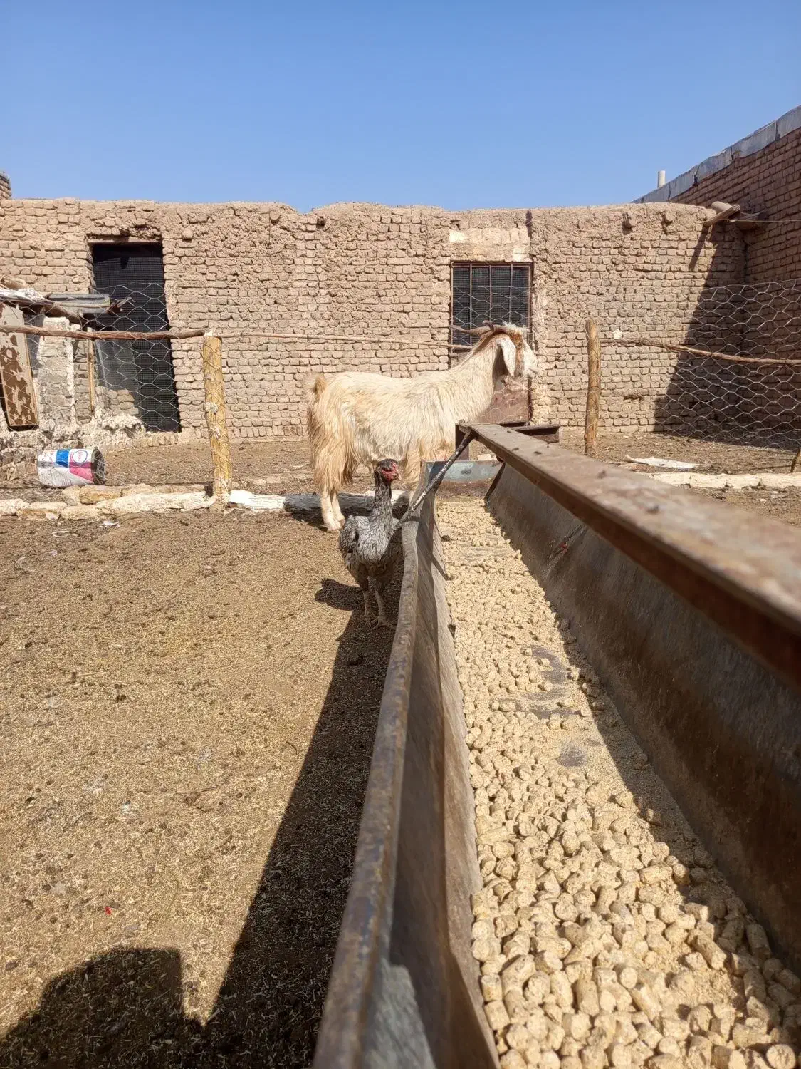 سلام دوستان دوراس بز سه ماه اوست|حیوانات مزرعه|رشتخوار, |دیوار