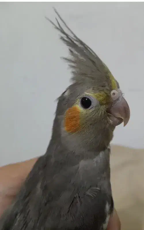 یک جفت عروس هلندی نر وماده|پرنده|صباشهر, |دیوار