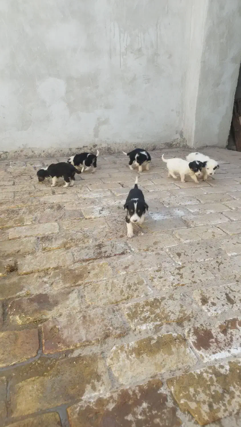 واگذاری سگ|سگ|رفسنجان, |دیوار