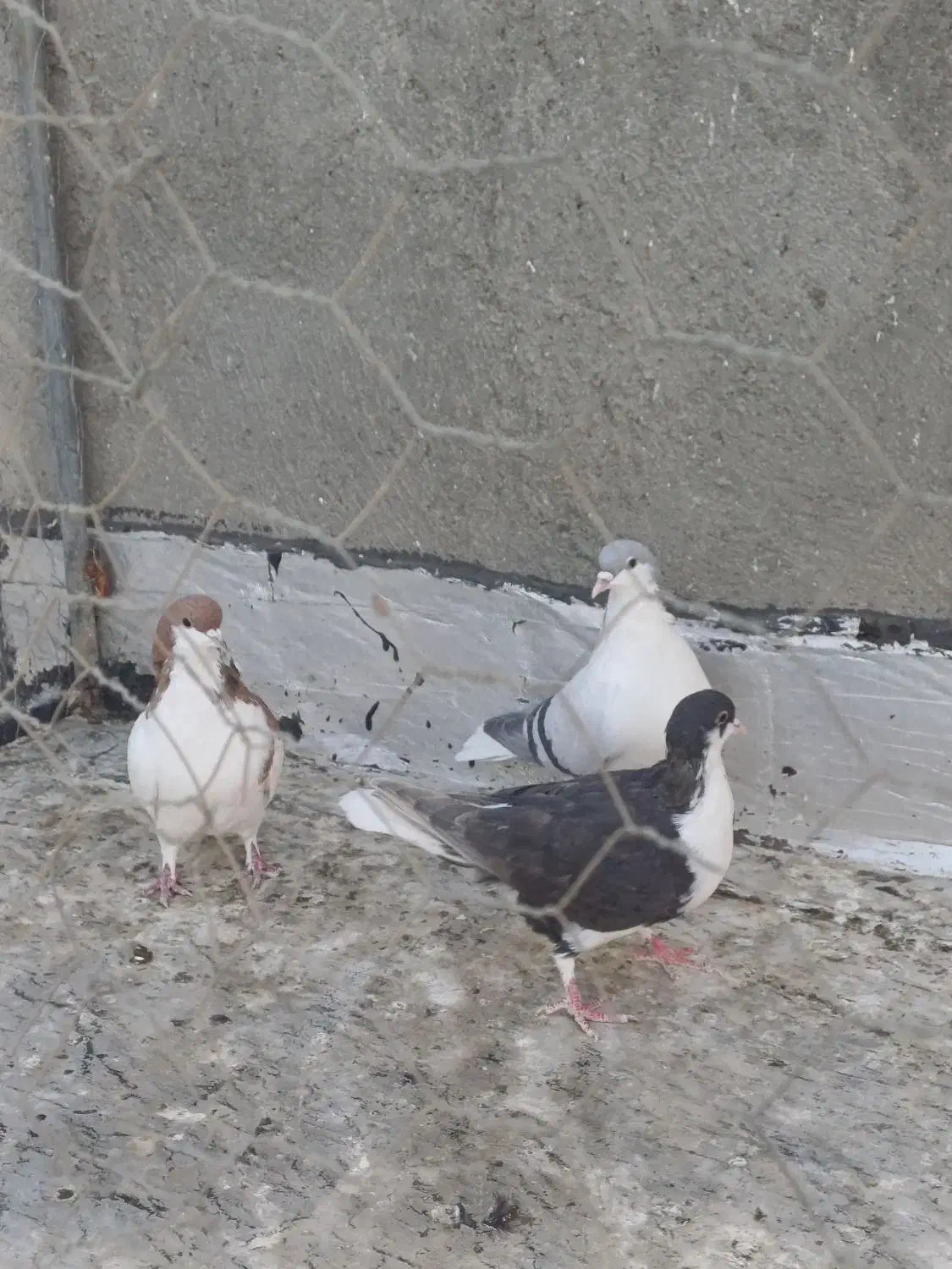 کبوتر پرشی|پرنده|تاکستان, |دیوار