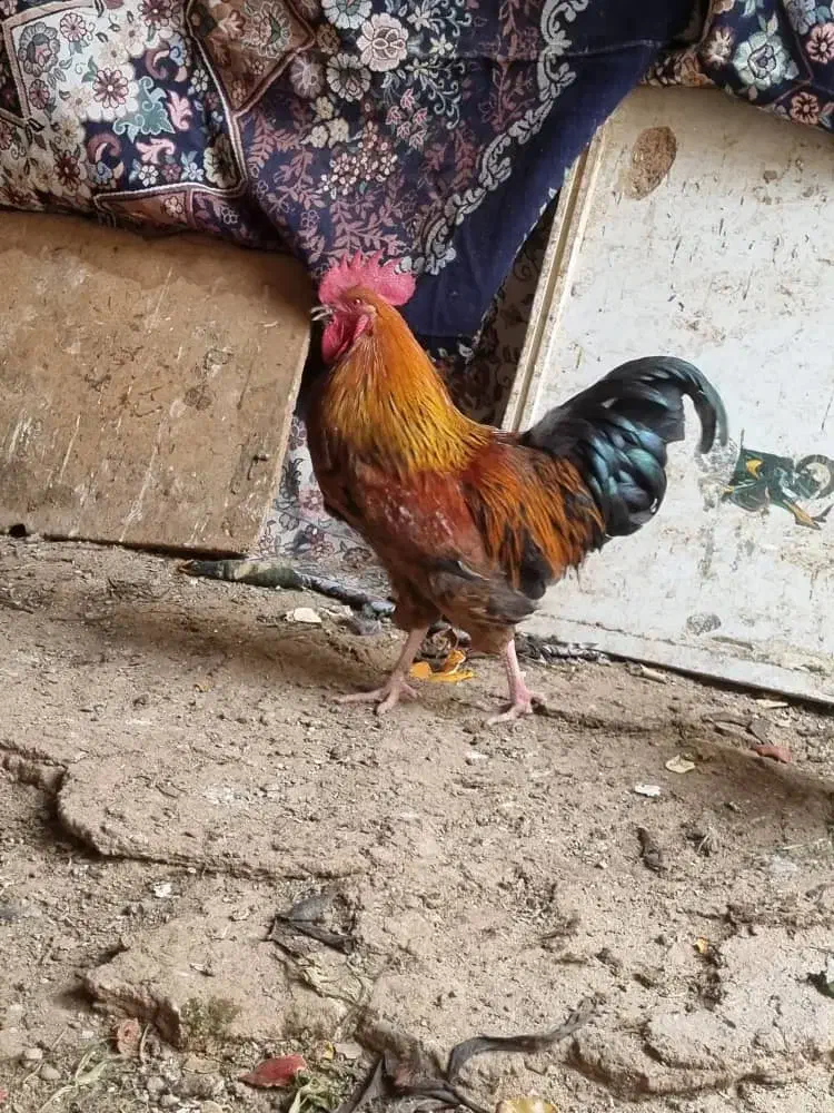 خروس|حیوانات مزرعه|قیدار, |دیوار