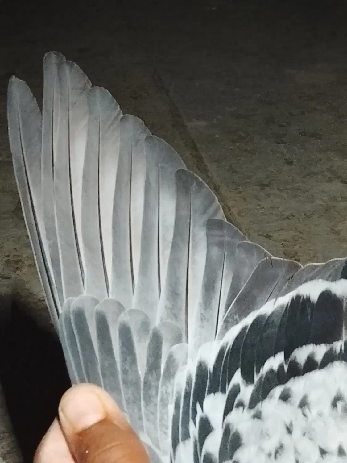 کفتر گمشده|پرنده|کرباسک, |دیوار