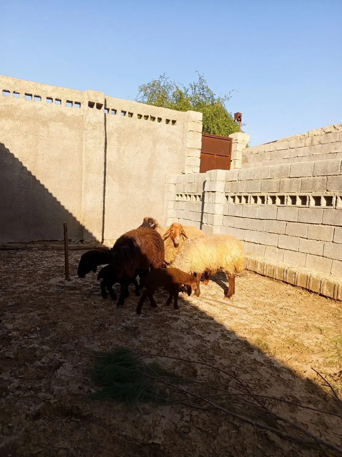 چهار عدد میش فروشی|حیوانات مزرعه|برازجان, |دیوار