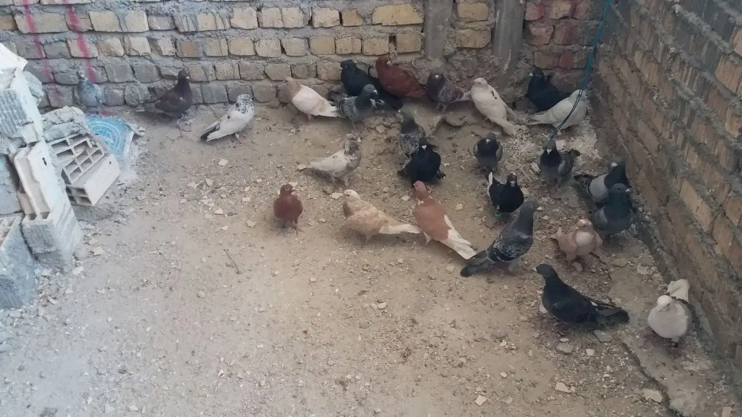 کبوتر پلاکی|پرنده|شیراز, شهرک کوشکک|دیوار