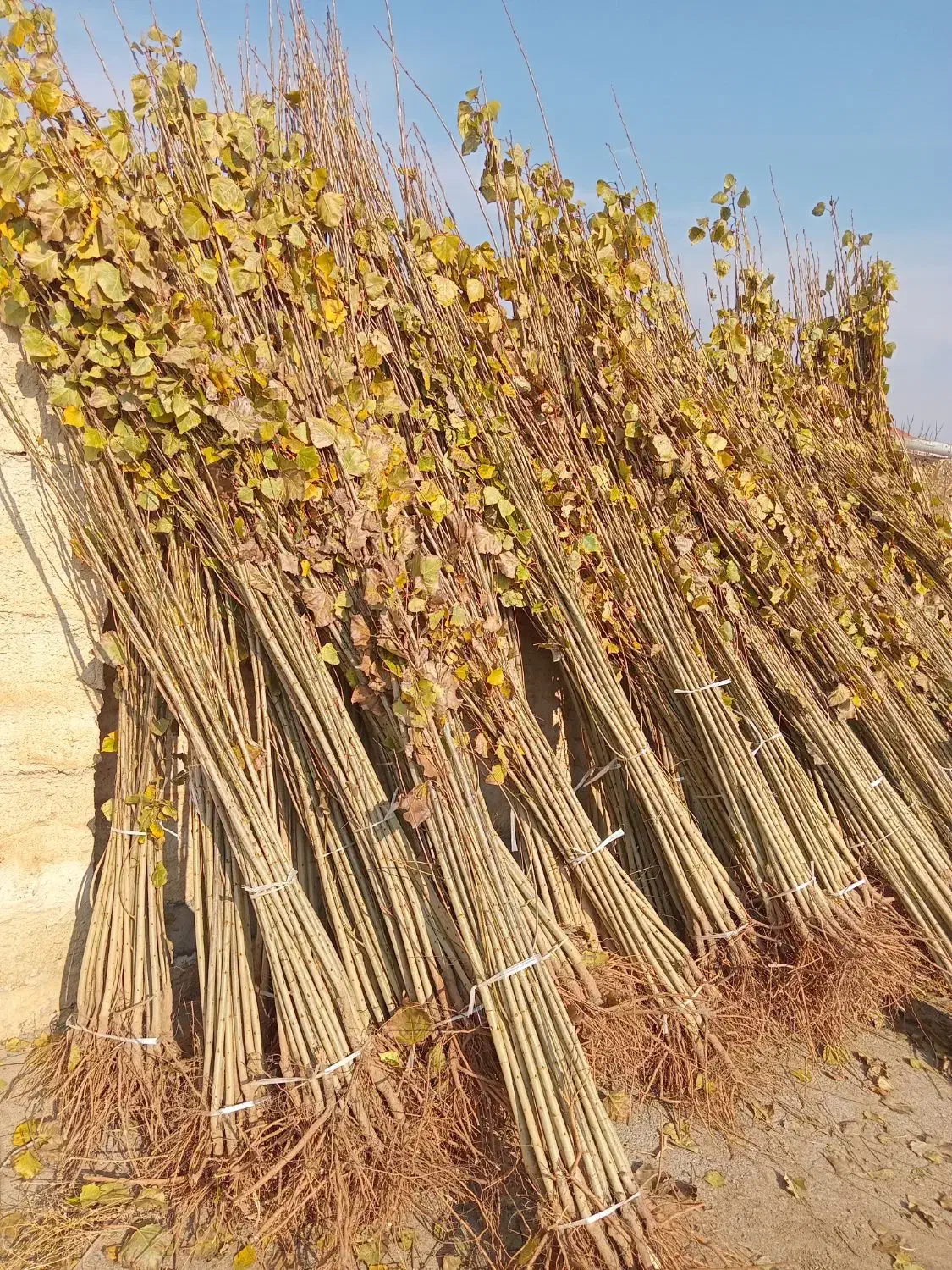 بهترین نهالهای صنوبر برای کاشت انبوه|خدمات باغبانی و درختکاری|بابل, |دیوار