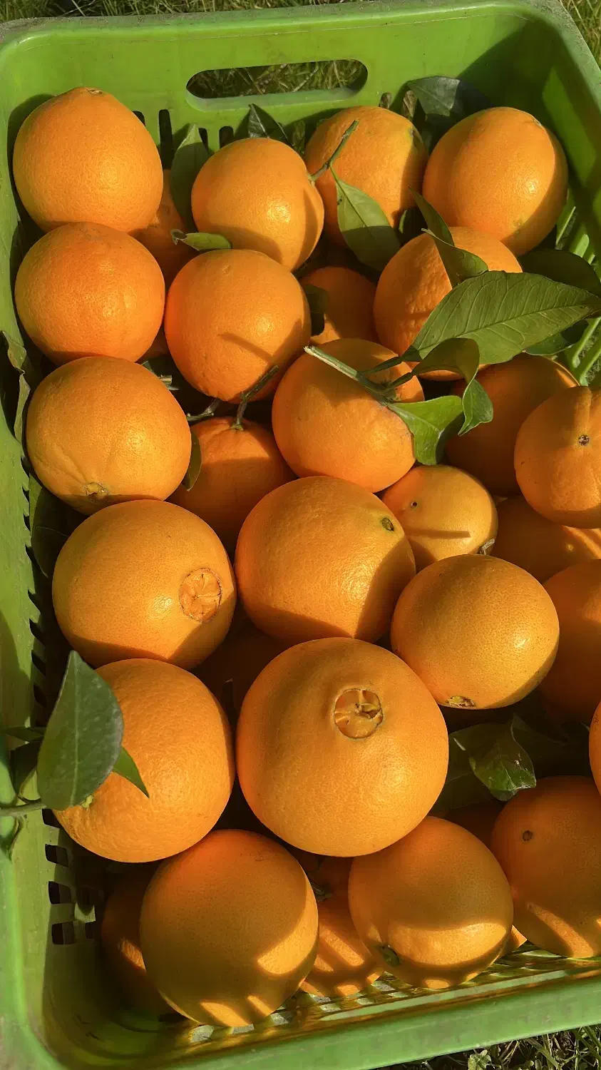 پرتقال تامسون و خونی|خوردنی و آشامیدنی|چابکسر, |دیوار