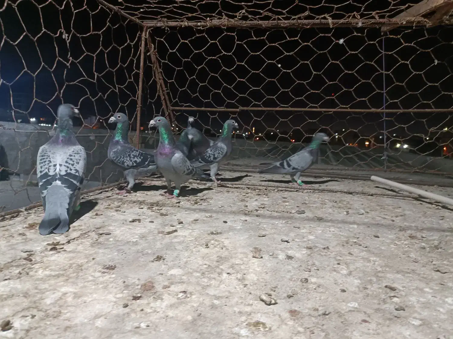 کبوتر المانی|پرنده|چابهار, |دیوار