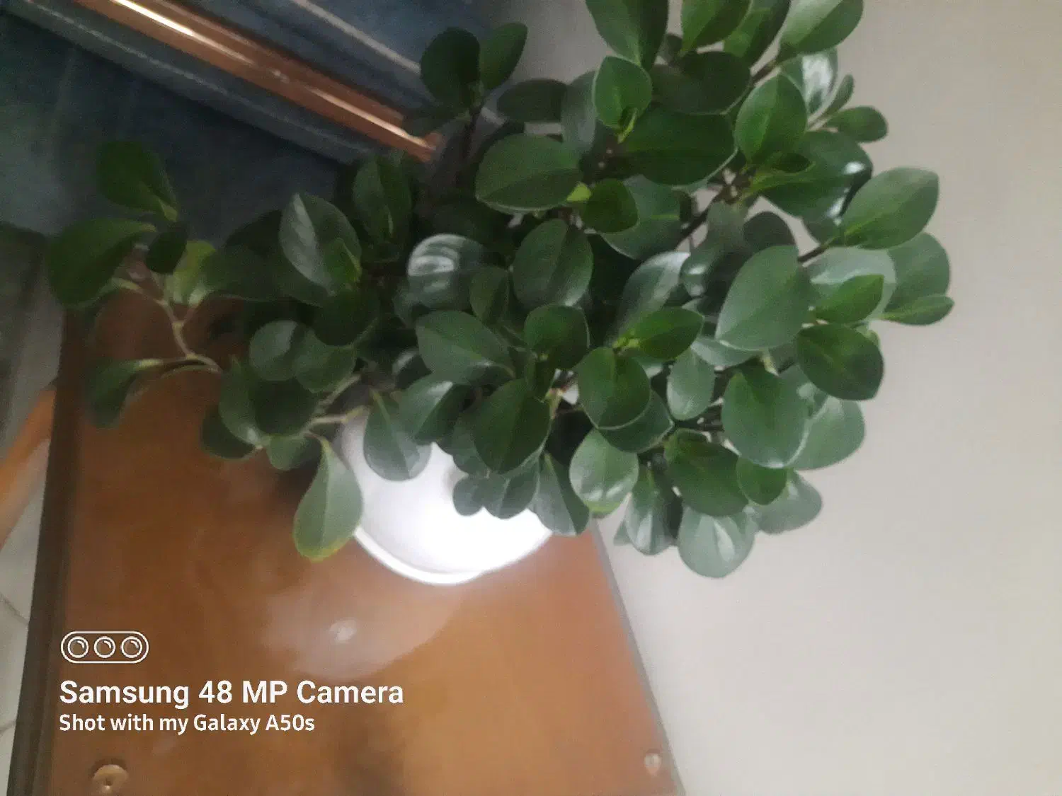 گل قاشقی|گل و گیاه طبیعی|کرج, کوی امامیه|دیوار