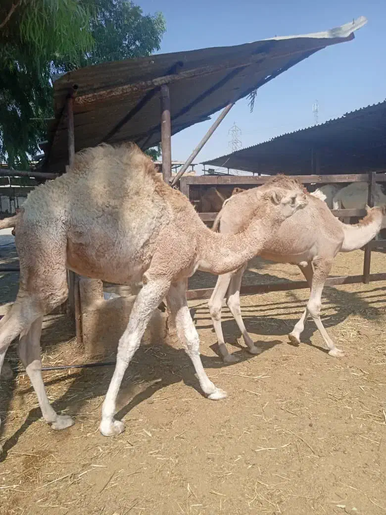 فروش شتر ریز درشت تماس بگیرید|حیوانات مزرعه|شیراز, علی آباد|دیوار