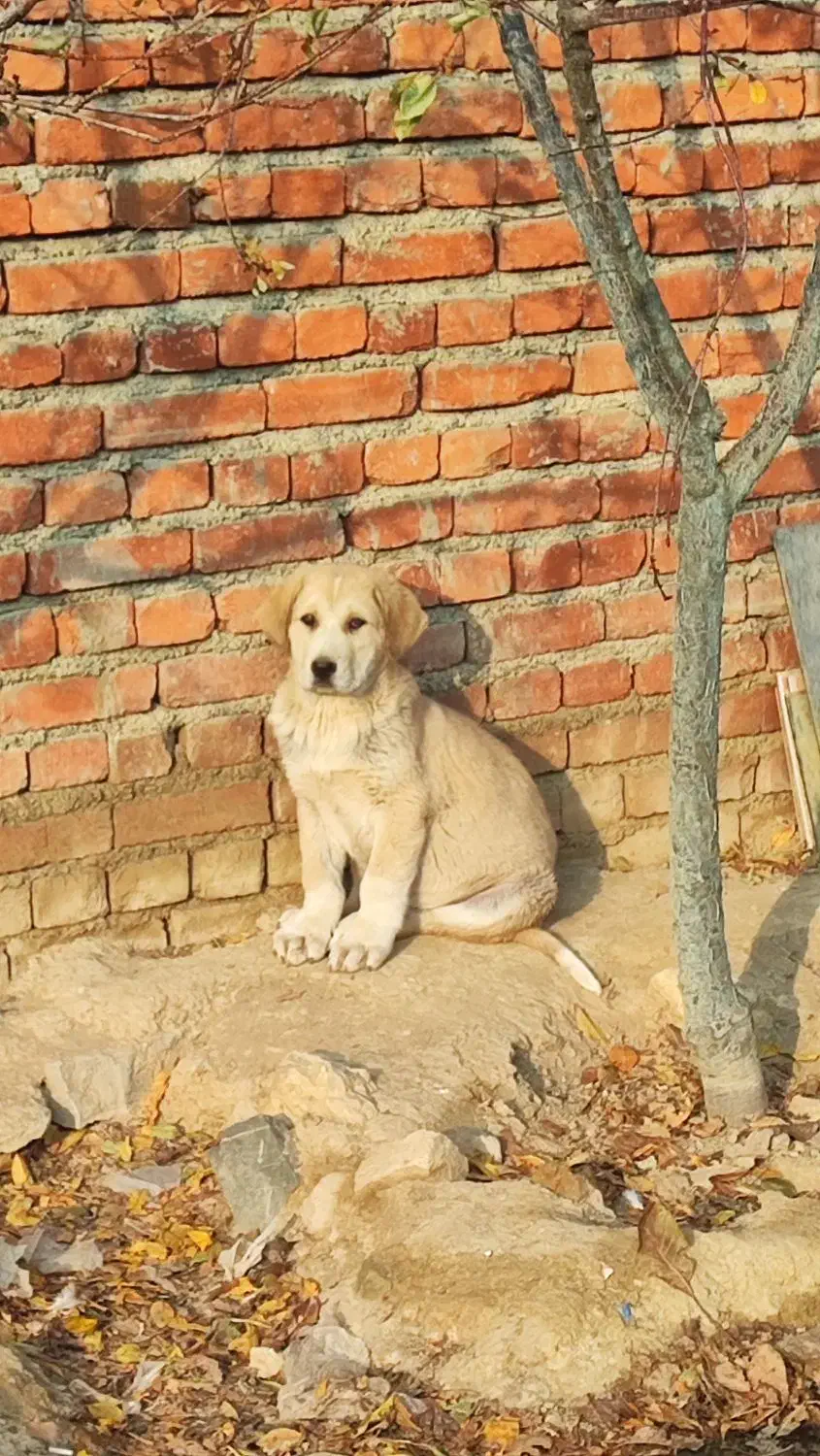 توله پژدر|سگ|بهار, |دیوار