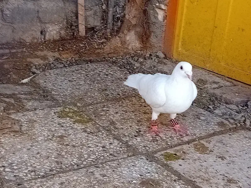 سفید|پرنده|تربتحیدریه, ۴۵ متری|دیوار