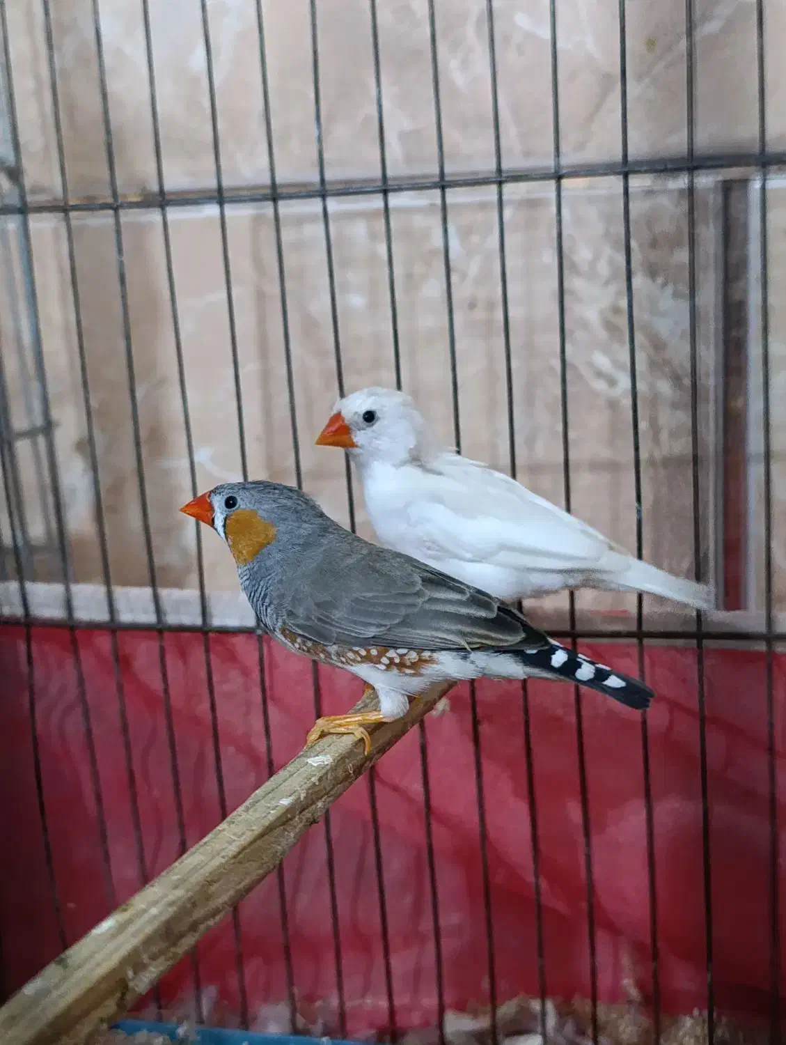 گلدین نر+جفت فنج زبرا|پرنده|باوی, |دیوار