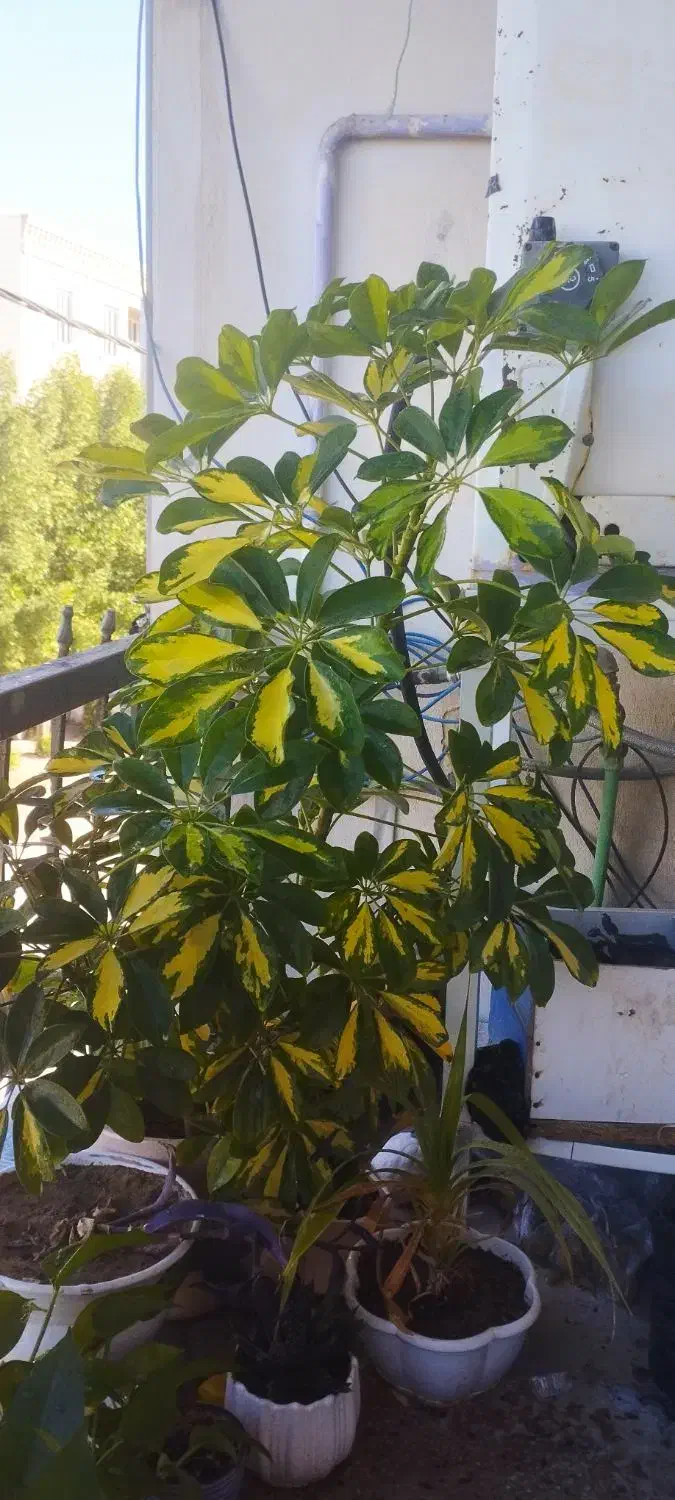 گل طبیعی|گل و گیاه طبیعی|بوشهر, |دیوار