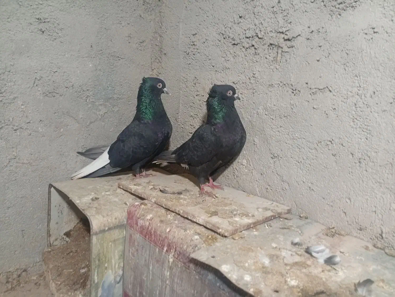 کبوتر|پرنده|مرودشت, دولت آباد|دیوار