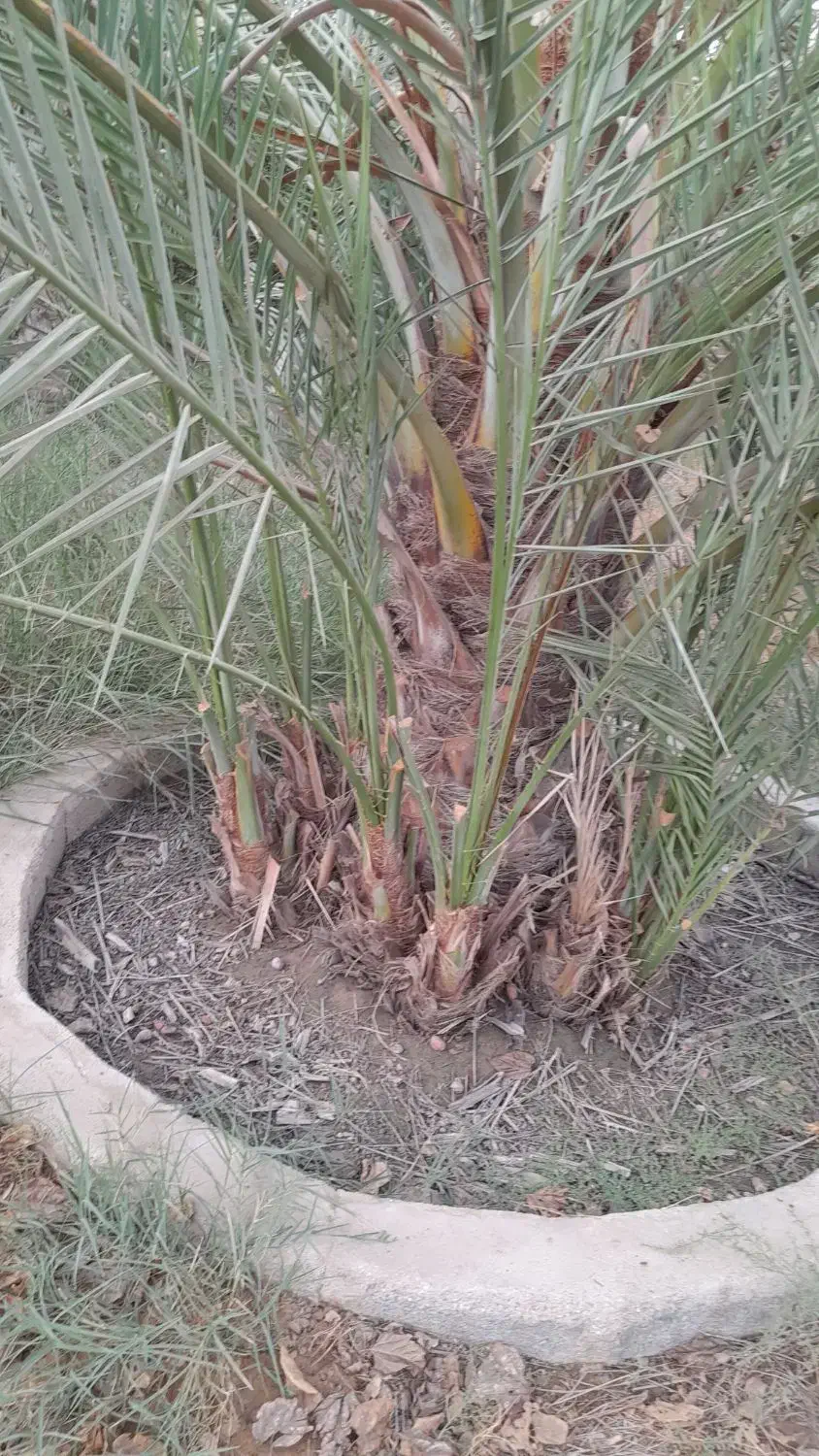 پاجوش کبکاب|گل و گیاه طبیعی|برازجان, |دیوار