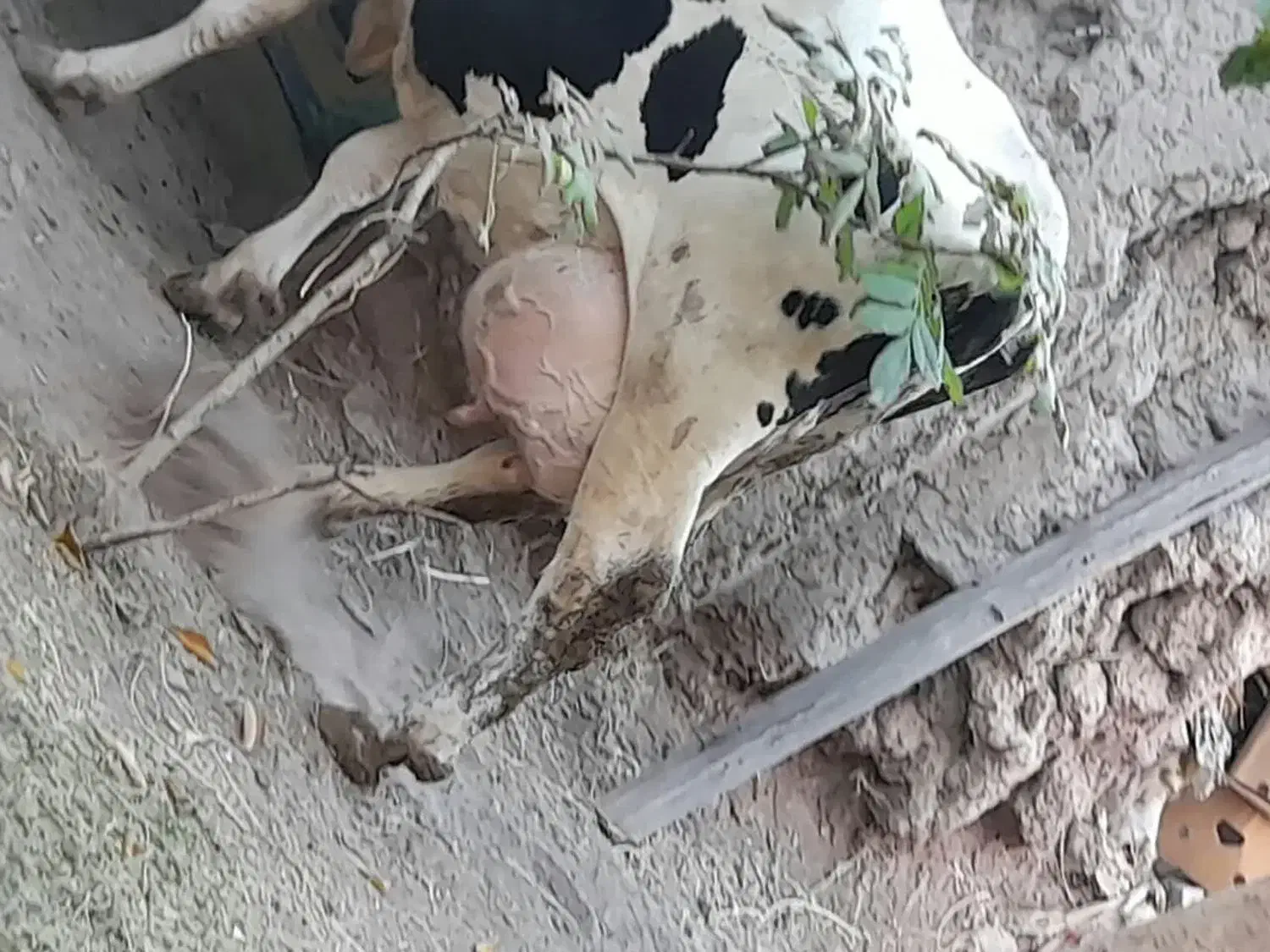 گاو و گوساله|حیوانات مزرعه|قره پشتلو, |دیوار