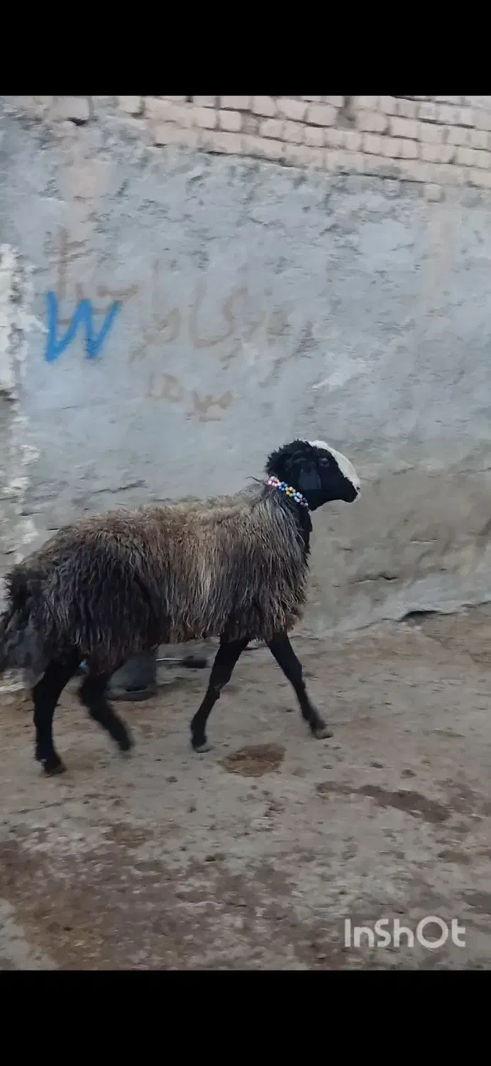 شیشک قوچ اصیل شال فروشی|حیوانات مزرعه|خرمدشت, |دیوار