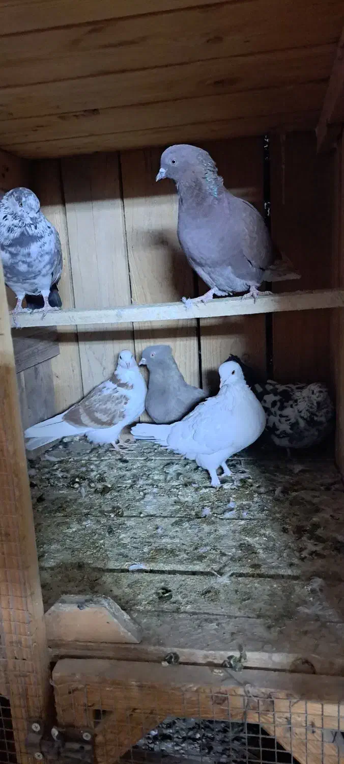 کفترا همه درجه یک من شب اومده روی بوم.|پرنده|عقدا, |دیوار