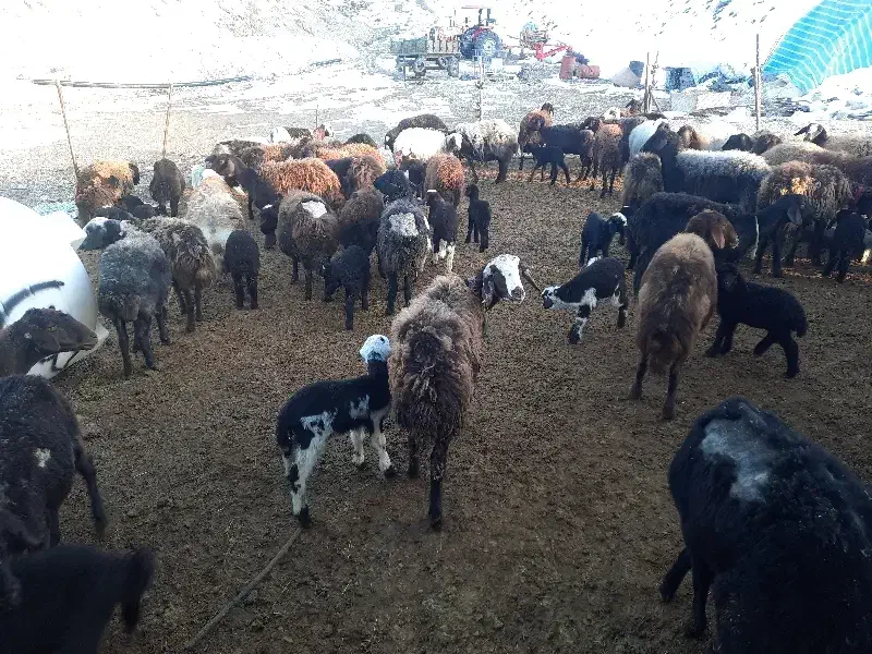 میش و بره افشار|حیوانات مزرعه|آبسرد, |دیوار