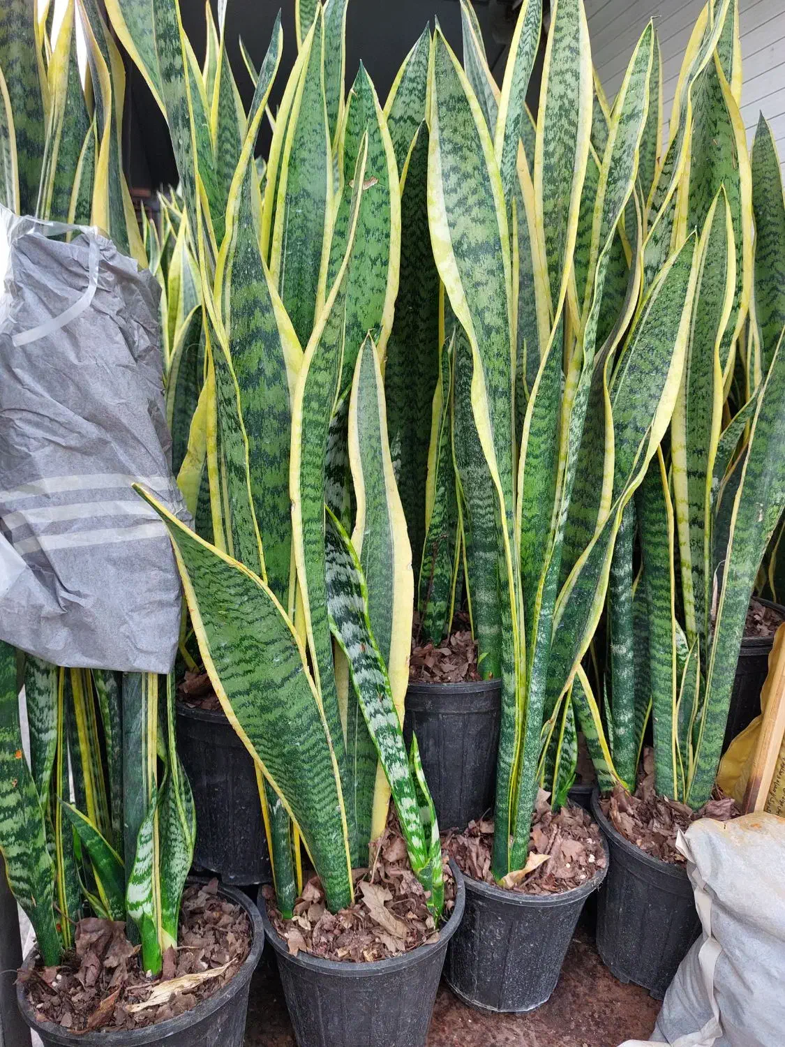 گل سانسوریا 4یا 5غلاف تعداد 1200گلدان در انبار|گل و گیاه طبیعی|تهران, خلیج فارس|دیوار