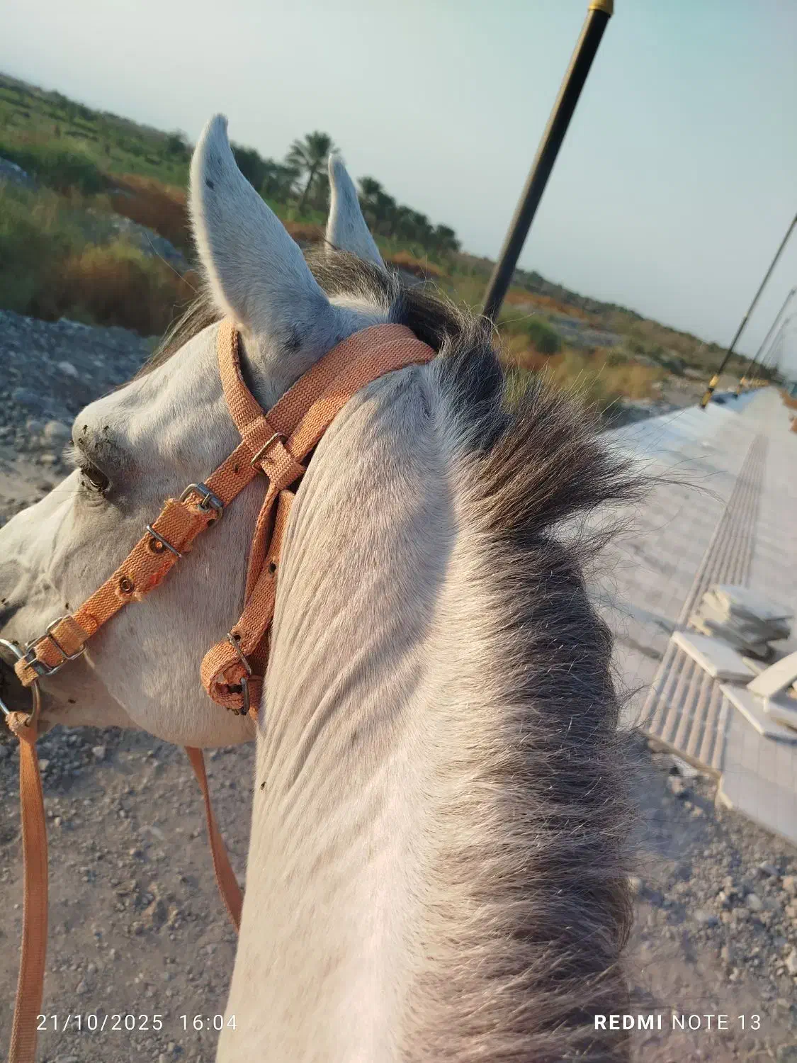 اسب|اسب و تجهیزات اسبسواری|جیرفت, |دیوار