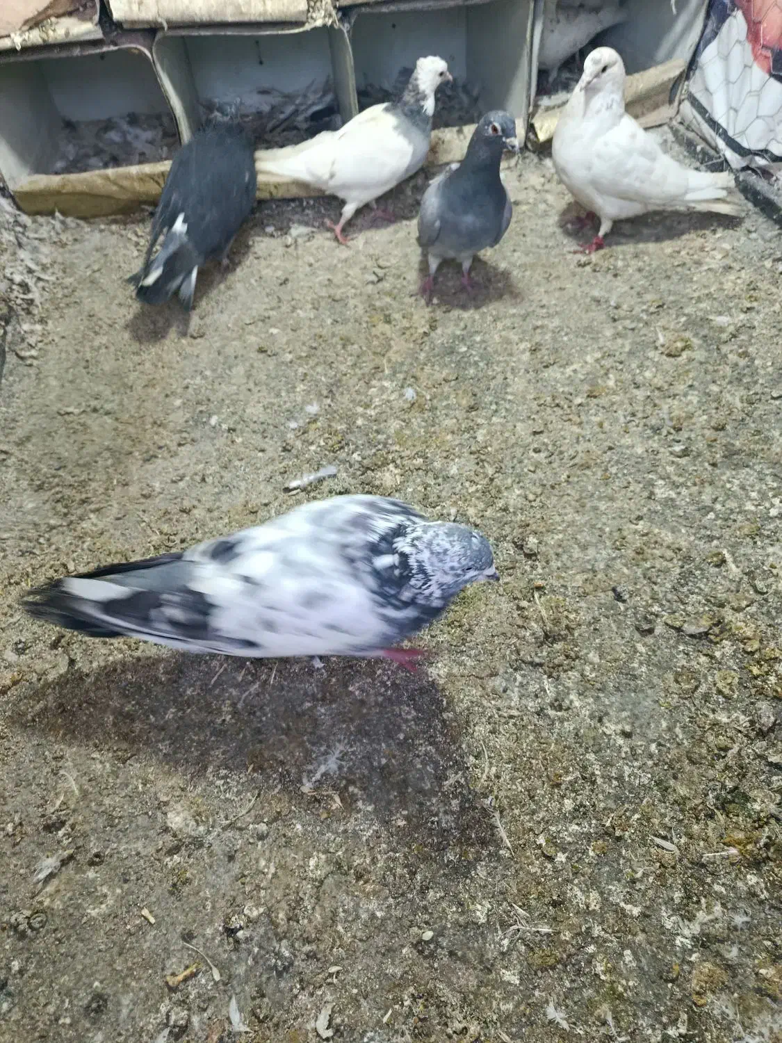 کبوتر|پرنده|بیستون, |دیوار