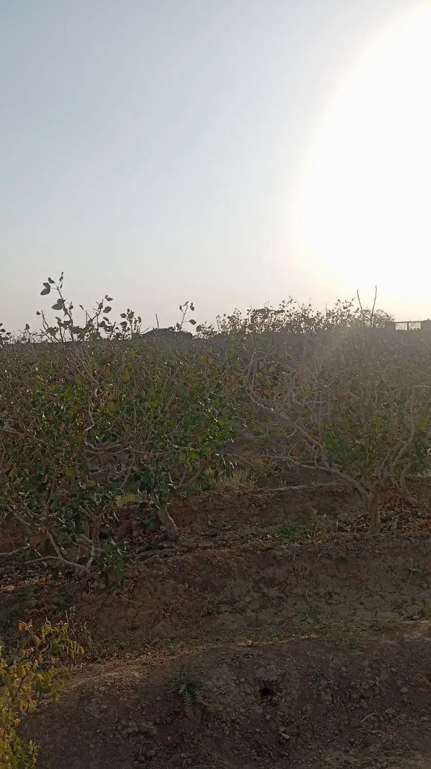 فروش فوری، فو ری باغ پسته هم سیاهت هم درآمد|فروش زمین و ملک کلنگی|رشتخوار, |دیوار