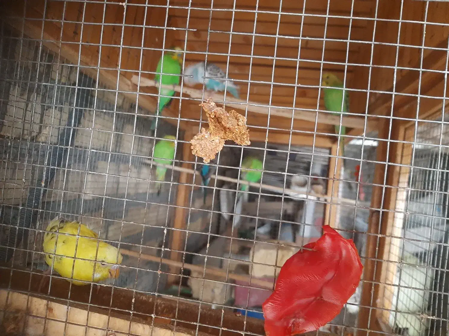 هفت عدد مرغ عشق ویک عدد فنج|پرنده|اصفهان, ناصرخسرو|دیوار