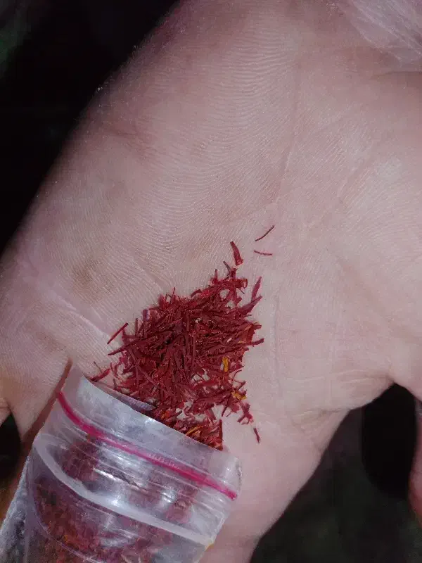 نگین زعفران سوپر ممتاز اصل کشت امسال|خوردنی و آشامیدنی|تاکستان, |دیوار