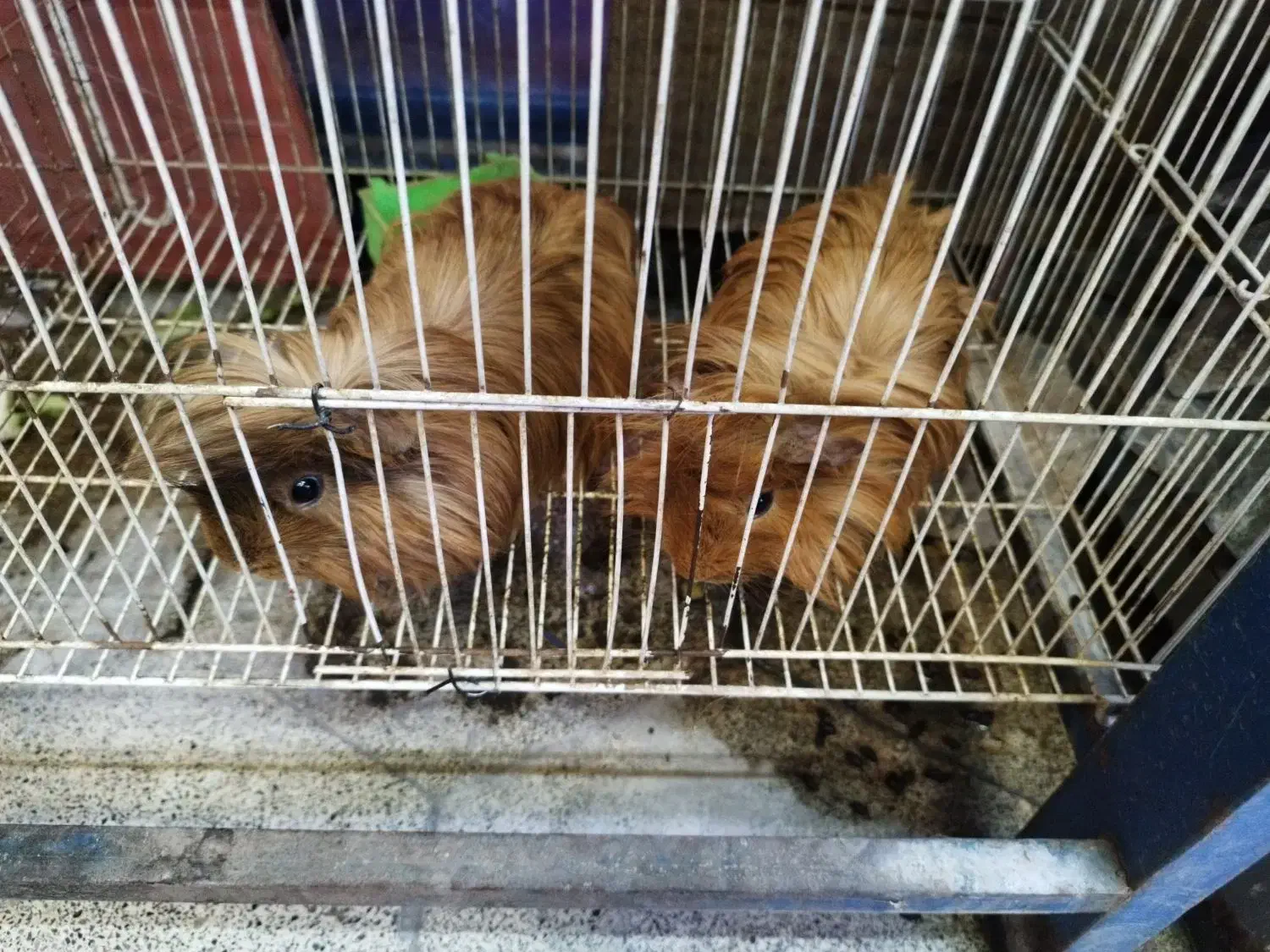 خوکچه هندی فشن یک جفت|موش و خرگوش|مشهد, عامل|دیوار