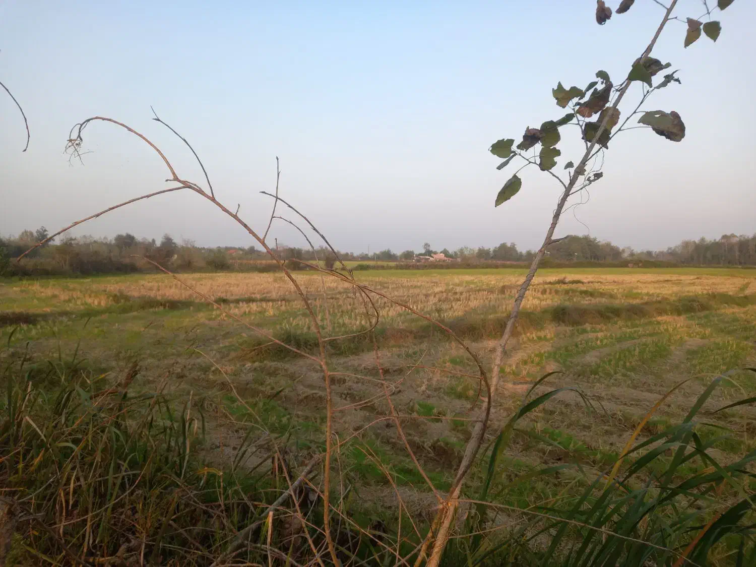 فروش۱۶هزارمتر زمین کشاورزی سنتی بر جاده|فروش زمین و ملک کلنگی|شفت, |دیوار