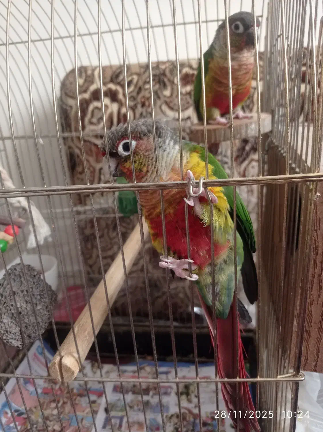 طوطی گرینچیک رام|پرنده|سنندج, |دیوار