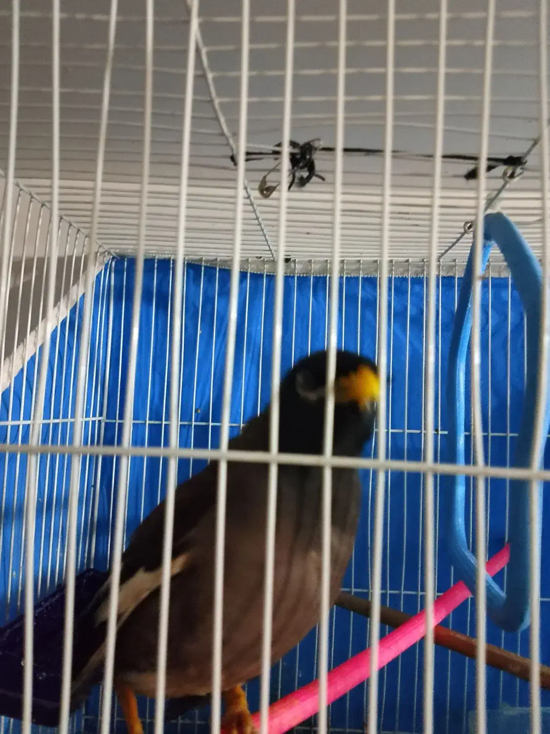 مرغ مینا سخنگو دستی رام|پرنده|تربتحیدریه, باغ سلطانی|دیوار