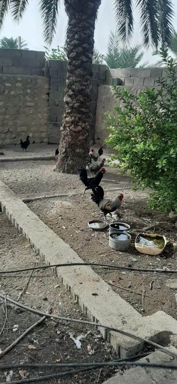 تخم مرغ نطفه دار و خروس محلی|حیوانات مزرعه|ریز, |دیوار